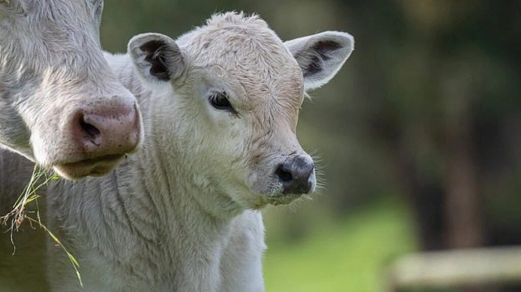 νέα-ζηλανδία-κτηνοτρόφος-βίαζε-τη-σύζ-2145884