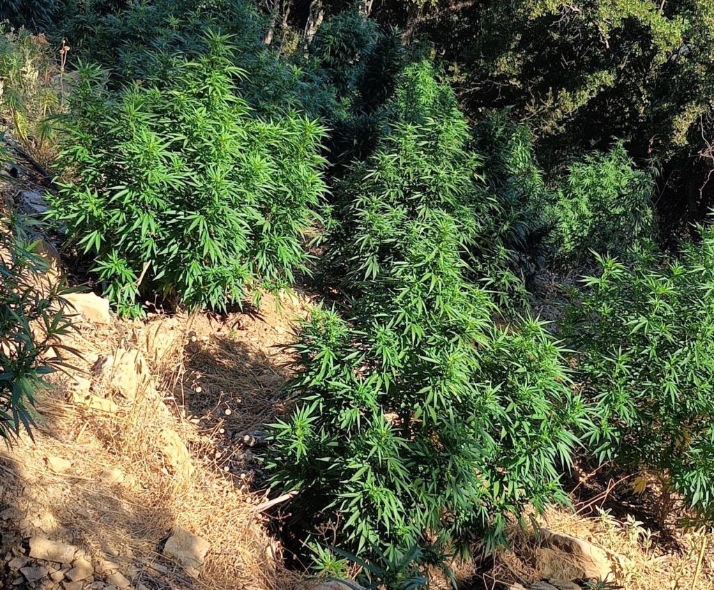 κρήτη-ξερίζωσε-μεγάλη-χασισοφυτεία-η-2148938