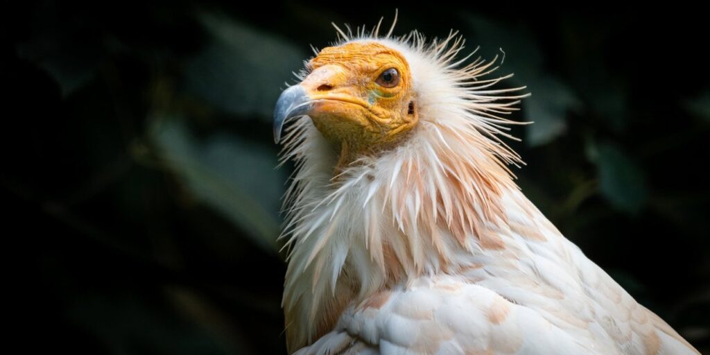 η-επιστροφή-του-ασπροπάρη-που-γεννήθη-2146049