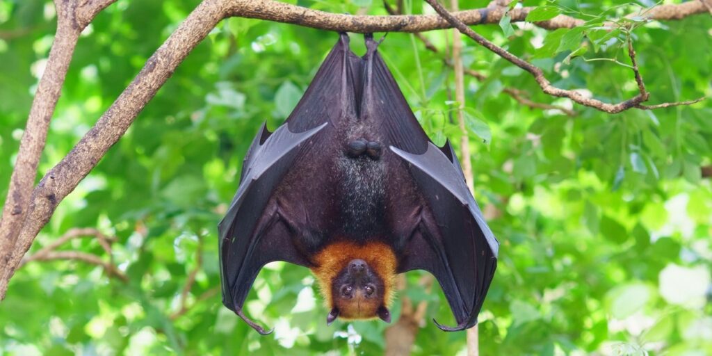 νυχτερίδα-κόλλησε-στο-στόμα-τουρίστρ-2143806