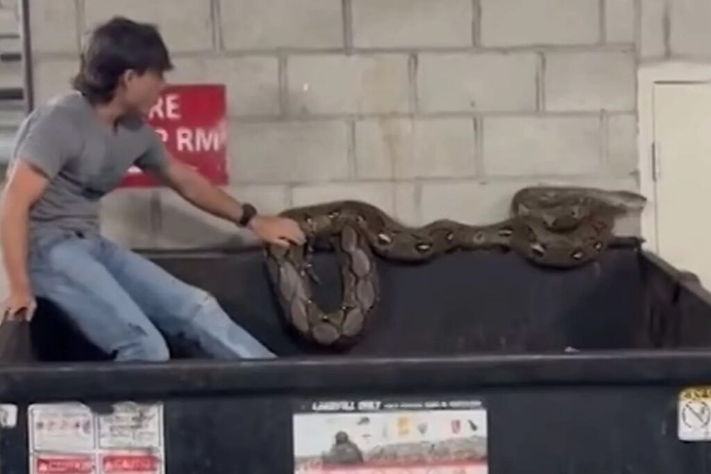 διέσωσαν-πύθωνα-5-μέτρων-που-είχαν-πετά-2149262