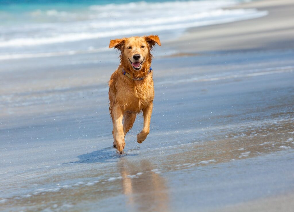 σκύλος-στην-παραλία-και-τη-θάλασσα-αυτ-2145694