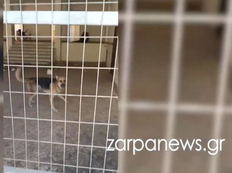 χανιά-εγκατέλειψαν-σκυλιά-σε-κτήριο-μ-2145760