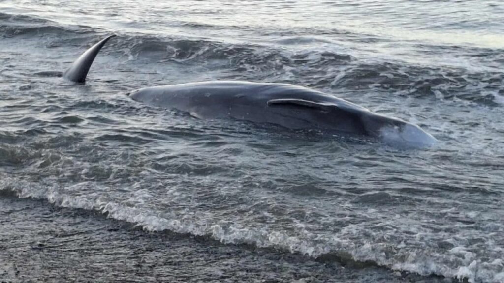 κρήτη-νεκρή-φάλαινα-ξεβράστηκε-σε-ακτ-2170646