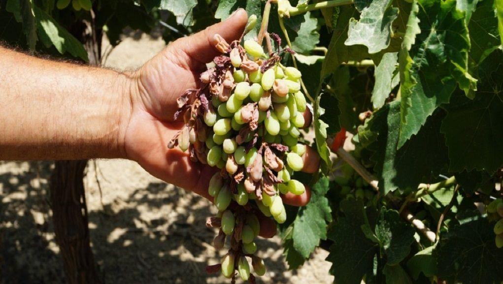 κρήτη-απελπισία-για-τους-παραγωγούς-α-2172559