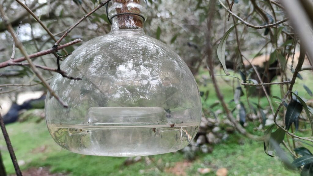 κρήτη-κίνδυνος-να-χαθεί-η-ελαιοπαραγω-2166390