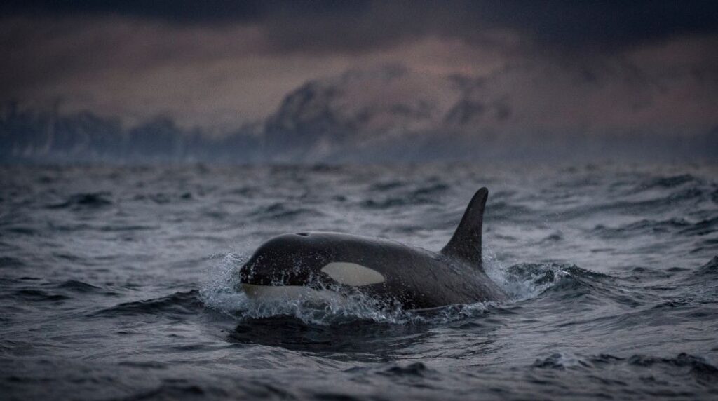 όρκες-βύθισαν-τουριστικό-σκάφος-στα-α-2167280