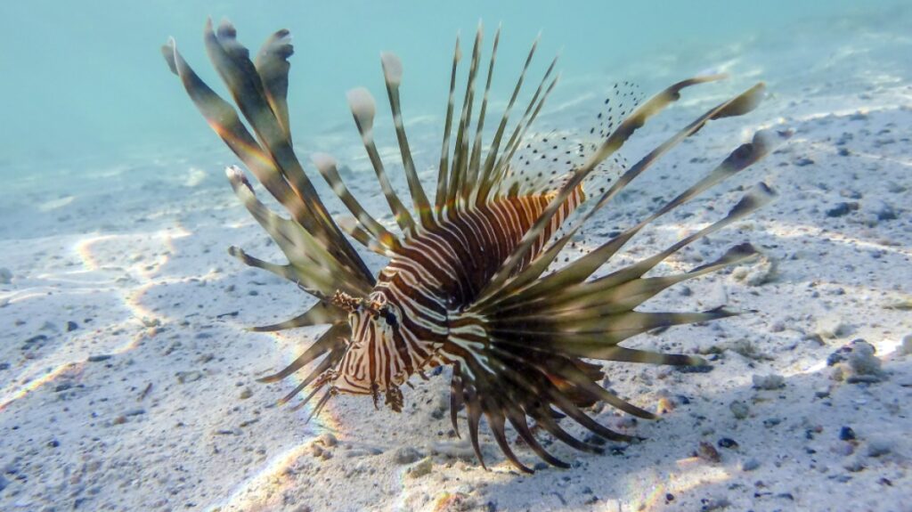 καμπανάκι-για-τη-μεσόγειο-νέο-μοντέ-2166928