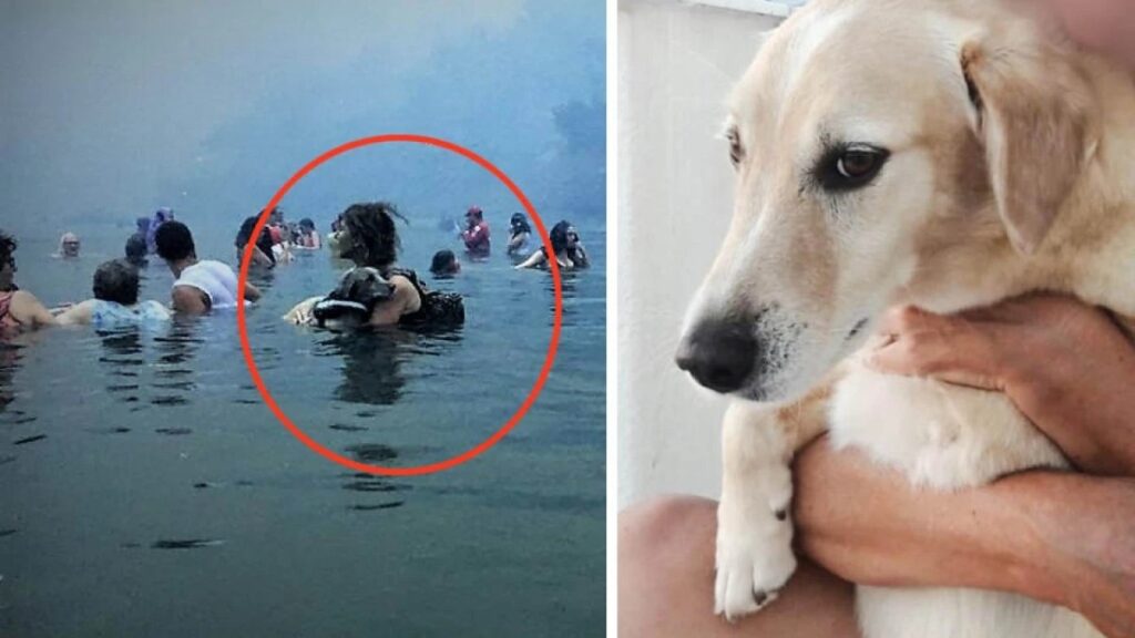 αμόρ-πέθανε-ο-σκύλος-που-είχε-γίνει-σύμ-2164724