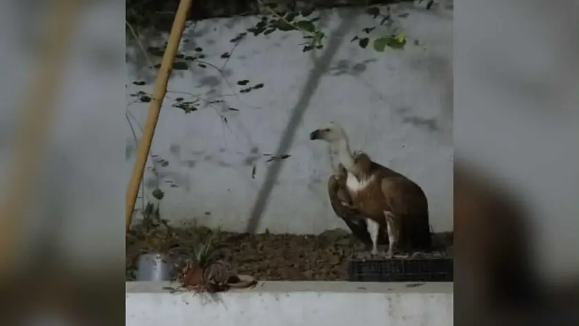 κρήτη-όρνεο-εγκλωβίστηκε-σε-πολυκατ-2176017