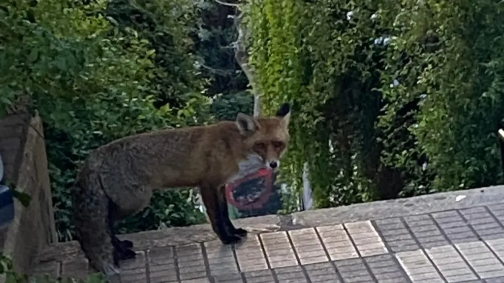 αλεπού-έκοβε-βόλτα-σε-δρόμους-στο-παγκ-2249151