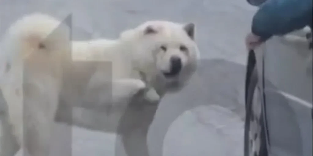 βίντεο-σοκ-67χρονος-οδηγεί-έχοντας-τον-2240315