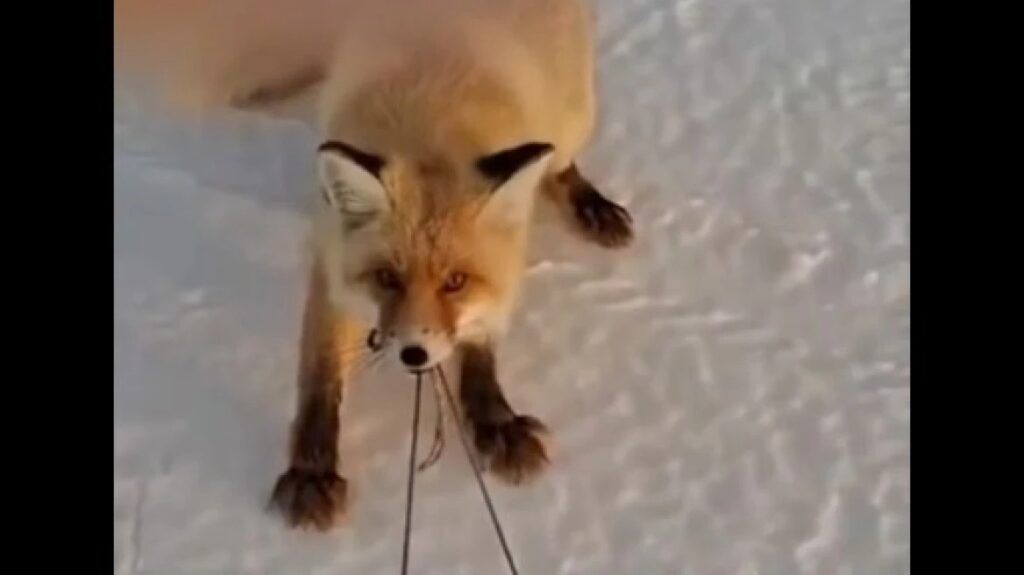 αλεπού-προσπαθεί-να-κλέψει-έλκηθρο-με-2243683