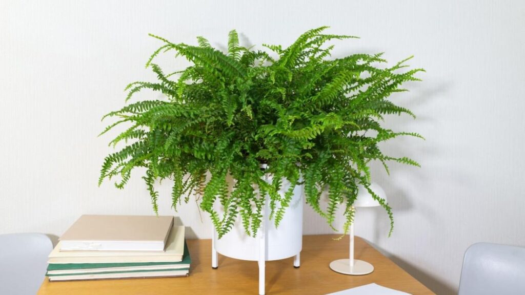 αυτό-το-φυτό-απορροφά-κυριολεκτικά-τη-2255884