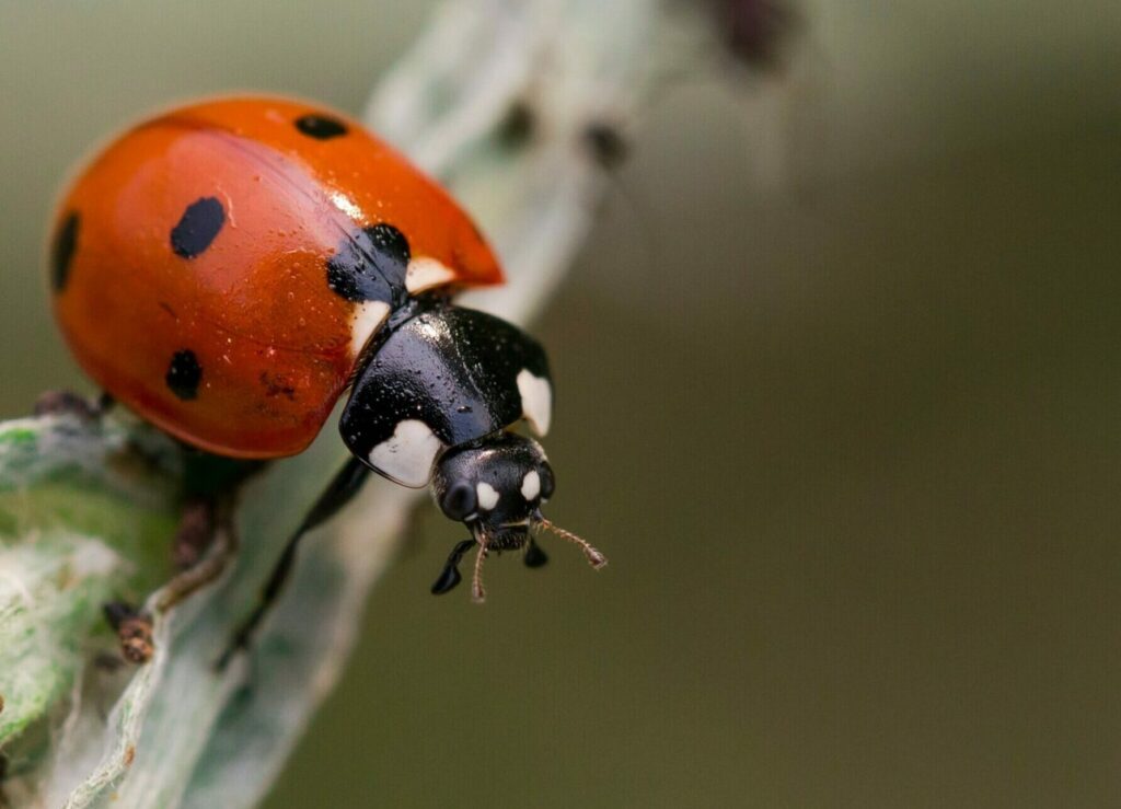 πού-πάνε-τα-έντομα-που-εξαφανίζονται-τ-2246320
