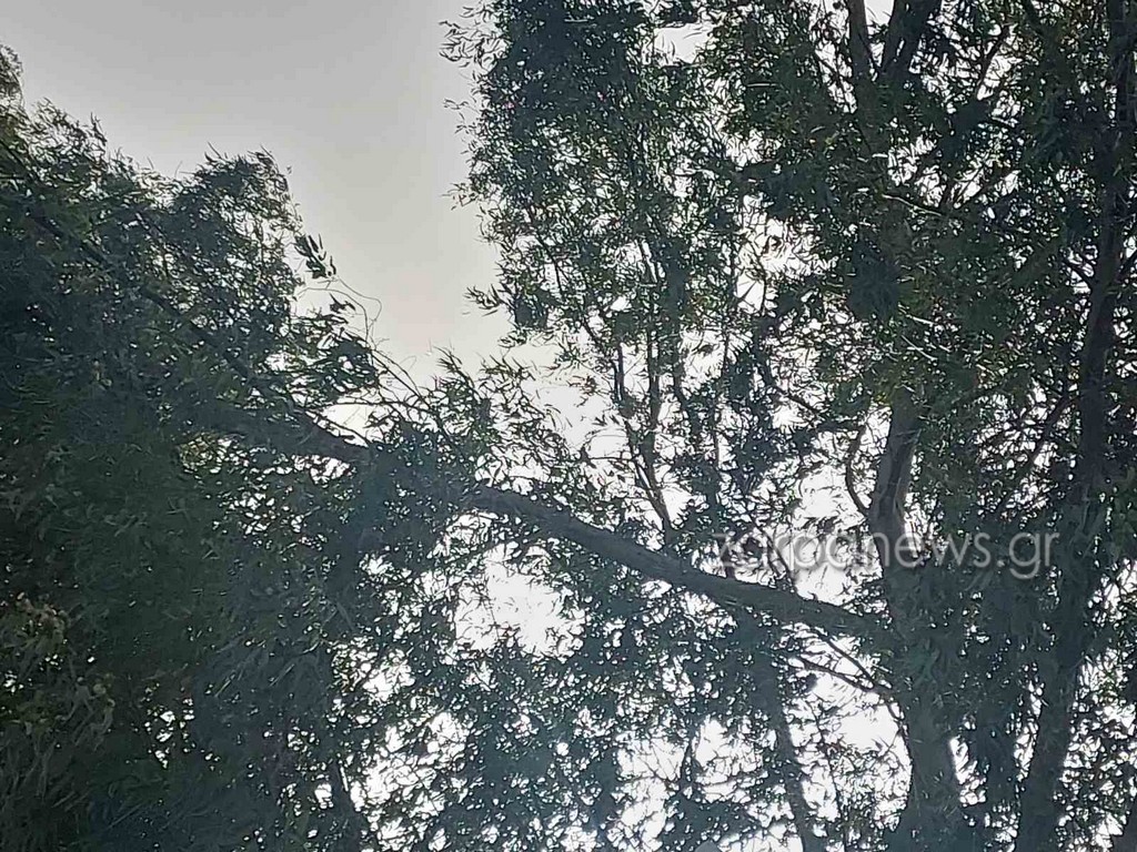 χανιά-προσοχή-επικίνδυνο-κλαδί-κρέμε-2255281