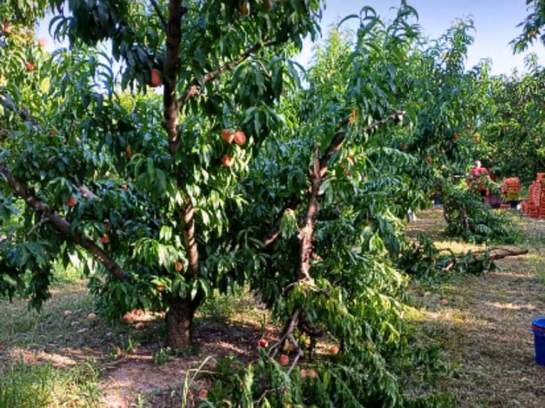 αναγγελία-ζημιάς-από-ανεμοθύελλα-από-2267198