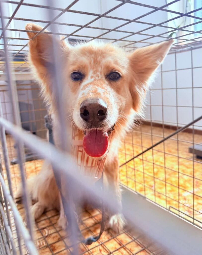 χανιά-σαν-το-σκυλί-εγκαταλείπουν-2268034