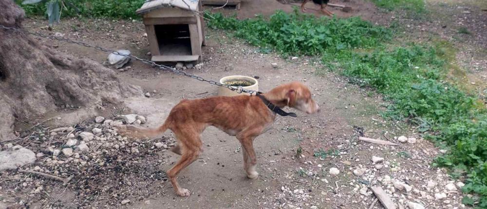 κρήτη-συνελήφθη-66χρονος-για-παραμέλησ-2288390