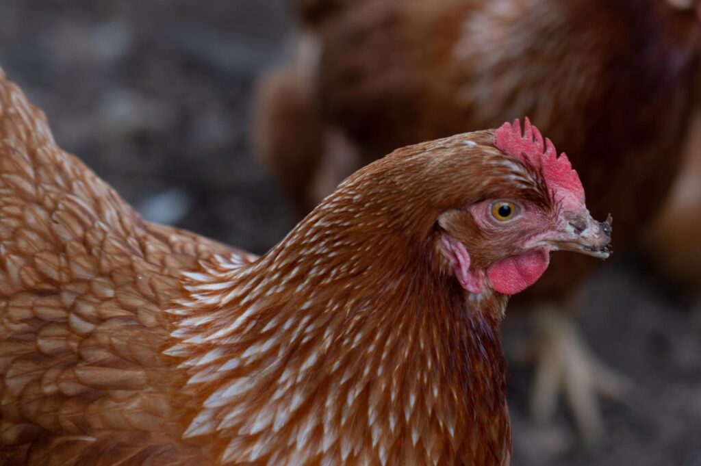 έκανε-την-ταράτσα-φάρμα-βρήκαν-αρν-2295680