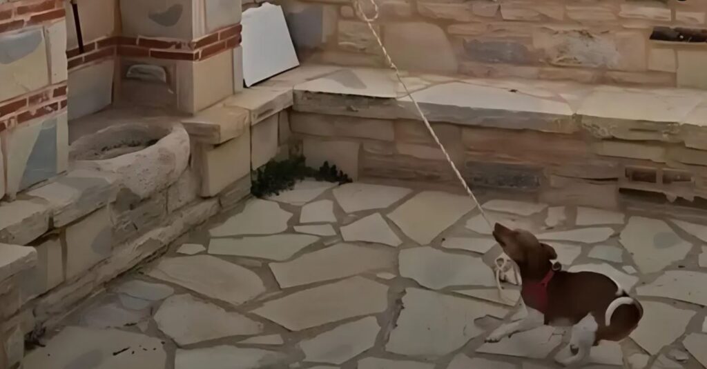 κρήτη-σκύλος-χτυπά-την-καμπάνα-σε-εκκλ-2286402