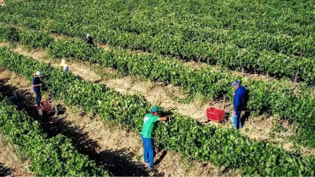 αγρότες-τελευταία-ευκαιρία-για-τις-δη-2289873
