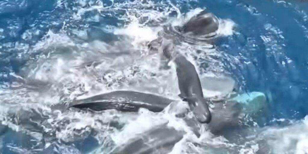 απίστευτο-βίντεο-φάλαινες-κρατούν-νε-2293177