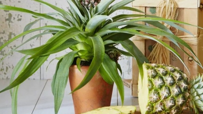 αυτό-το-συγκεκριμένο-σημείο-στο-σπίτι-2283325