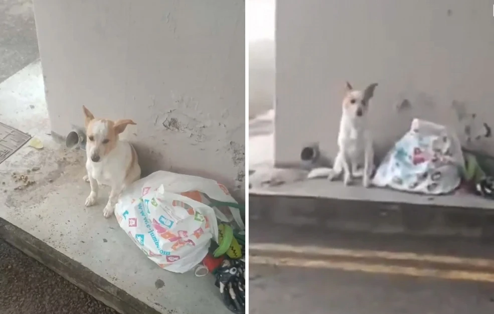 μόνο-οργή-παράτησαν-σκυλάκι-σε-στάση-λ-2292276