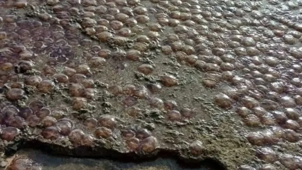 εκατοντάδες-μέδουσες-ξεβράστηκαν-σε-2279607