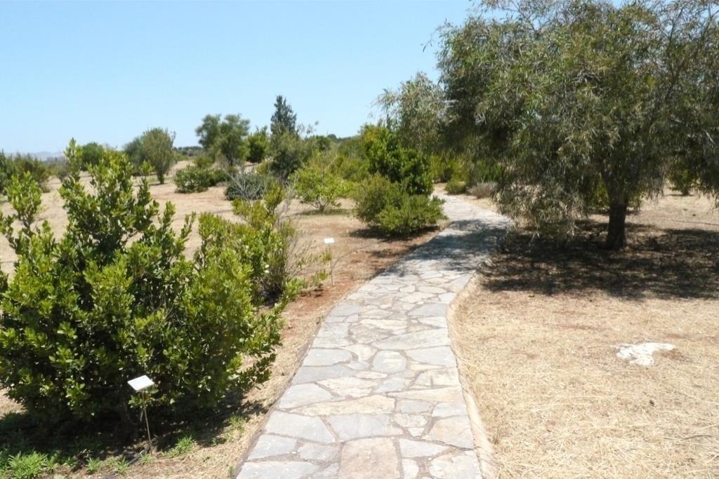 χανιά-πολίτες-φυτεύουν-δέντρα-στο-πάρ-2283507