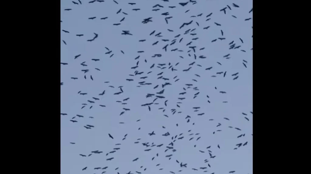 εντυπωσιακό-θέαμα-στον-λίβανο-χιλιάδ-2285095