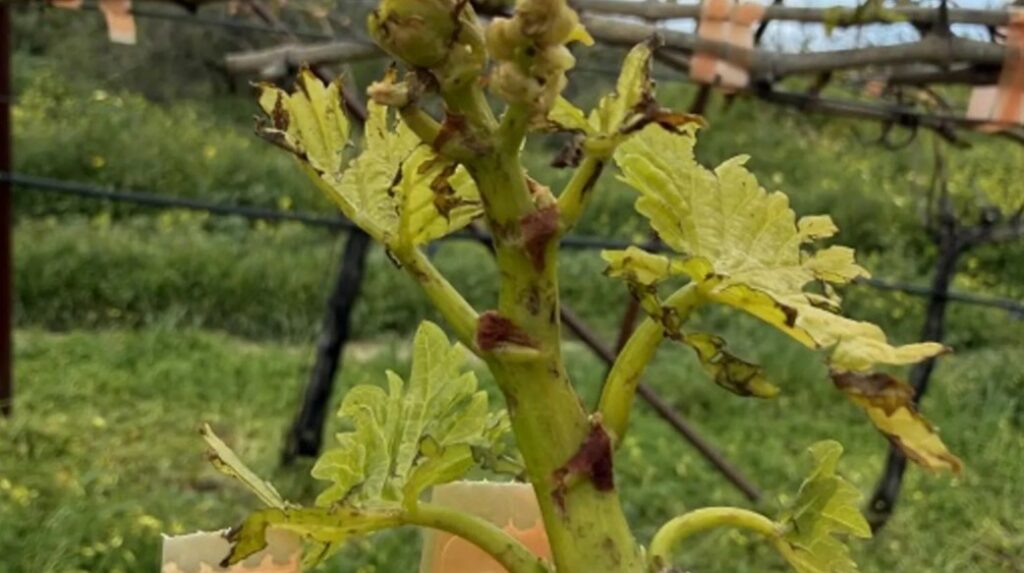 κρήτη-ένα-σταφύλι-εδώ-κι-έναπαραπέρα-2303037