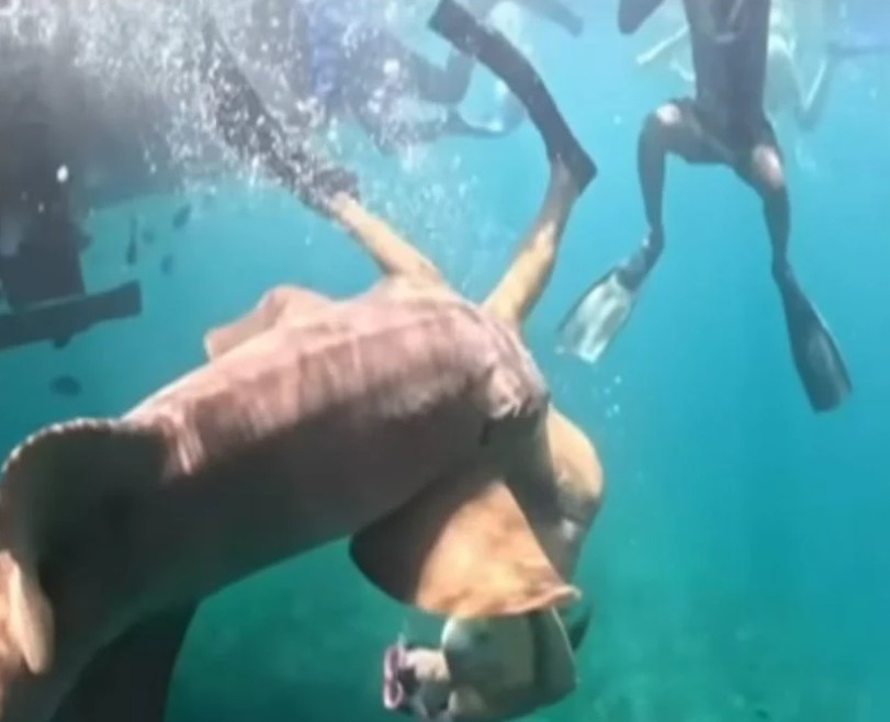 βραζιλία-η-στιγμή-που-καρχαρίας-αρπάζ-2302643