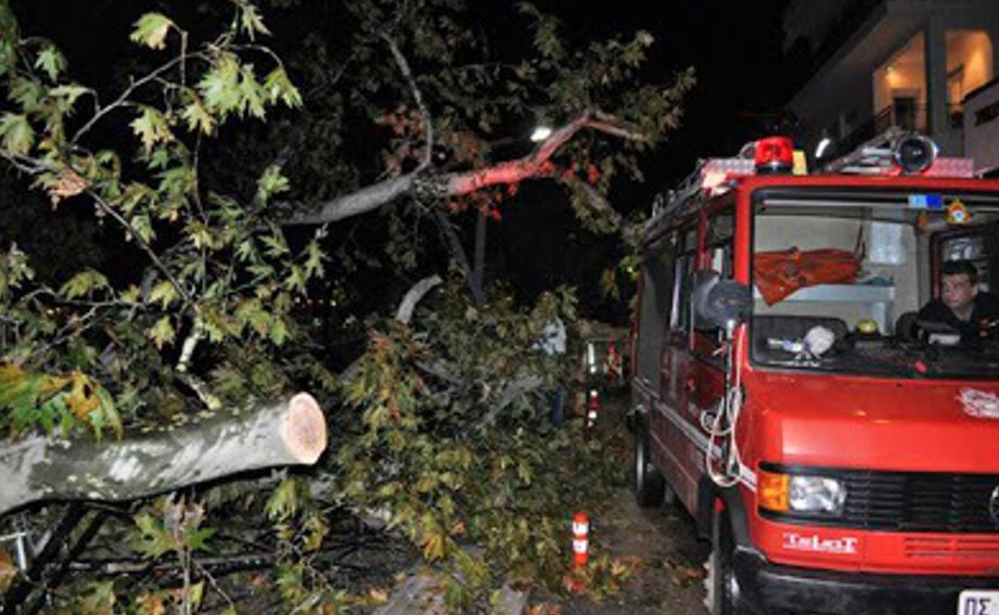 κρήτη-κοπές-δέντρων-τη-νύχτα-λόγω-ισχυ-2305161