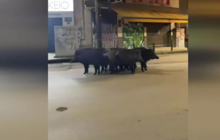 θεσσαλονίκη-αγριογούρουνα-έκοβαν-β-2299801