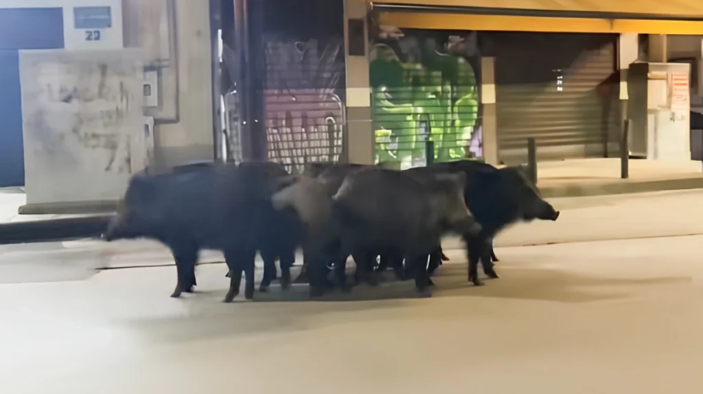 οικογένεια-αγριογούρουνων-έκανε-βό-2298902