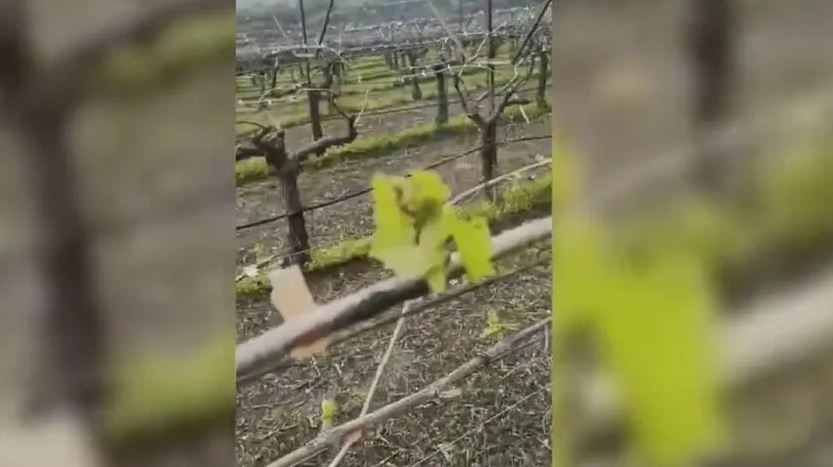 κρήτη-πληγωμένα-τα-αμπέλια-από-το-χ-2297469