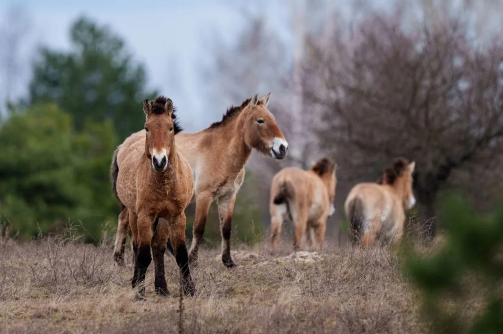 τσερνόμπιλ-καταφύγιο-άγριας-ζωής-40-χ-2306761