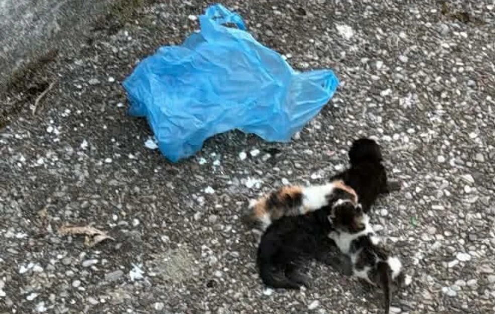 βρέθηκαν-γατάκια-σε-πλαστική-σακούλα-2301392