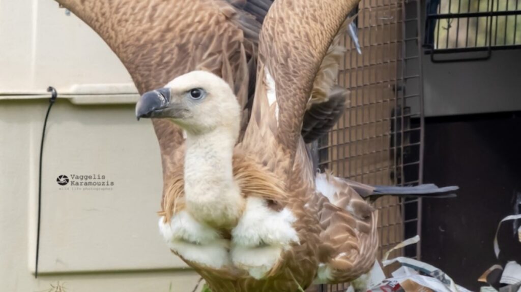 κρήτη-έξι-γύπες-επέστρεψαν-στο-φυσικό-2301161