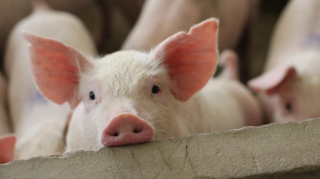 συνελήφθη-18χρονος-που-έκλεψε-επτά-γουρ-2311119