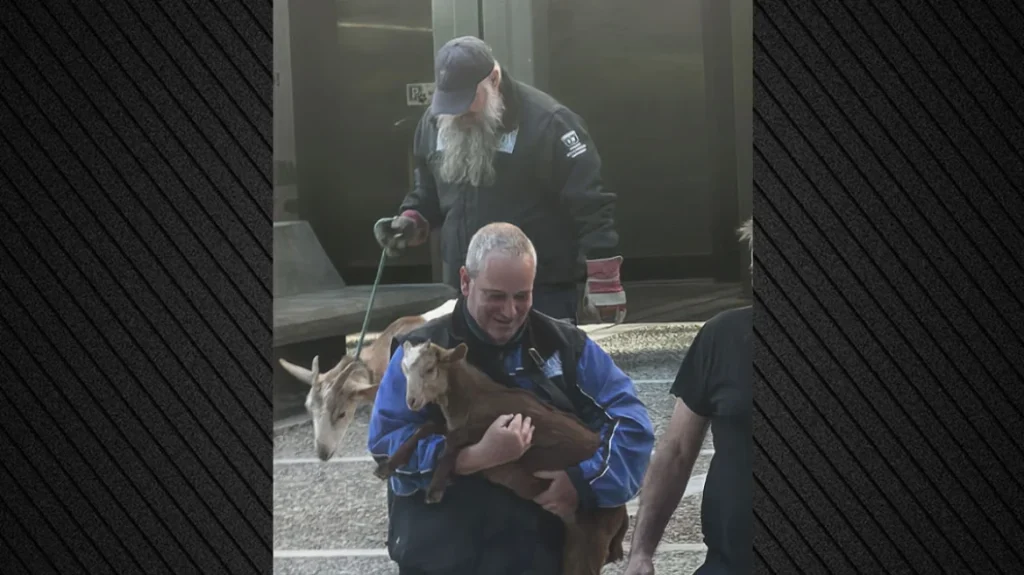 οι-αρχές-απομάκρυναν-τις-κατσίκες-τις-2296111