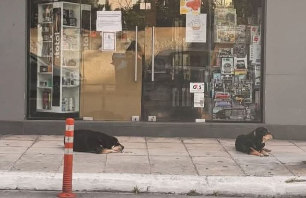 χανιά-η-ελένη-έφυγε-οι-σκύλοι-της-την-2296779