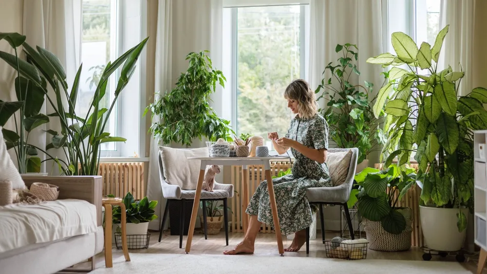 ποιο-φυτό-εσωτερικού-χώρου-καθαρίζει-2302936
