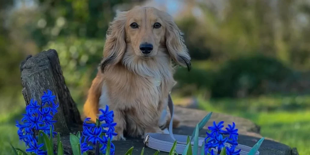ένας-σκύλος-θα-πληρώσει-έναν-ολόκληρ-2300356
