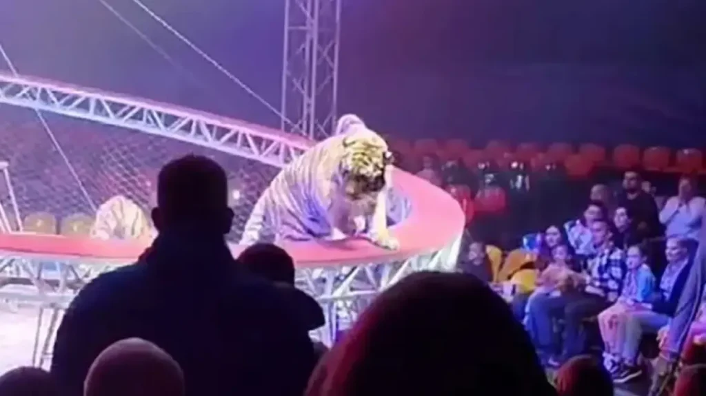 τρόμος-σε-τσίρκο-στη-ρωσία-τίγρης-βγήκ-2307278