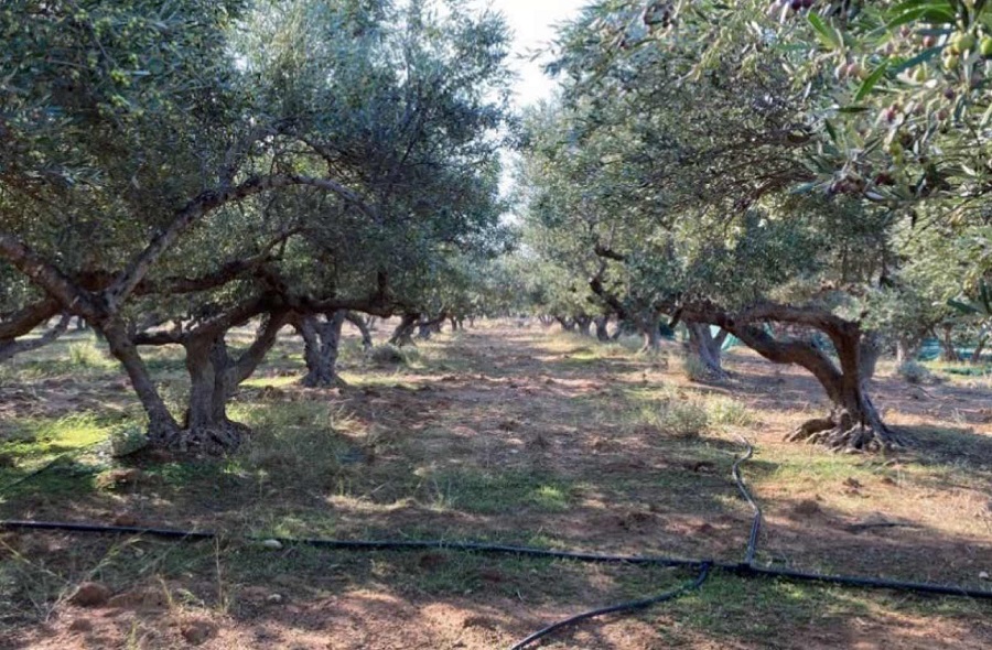 αυτό-είναι-το-1ο-δελτίο-άρδευσης-2026-για-τη-2327997