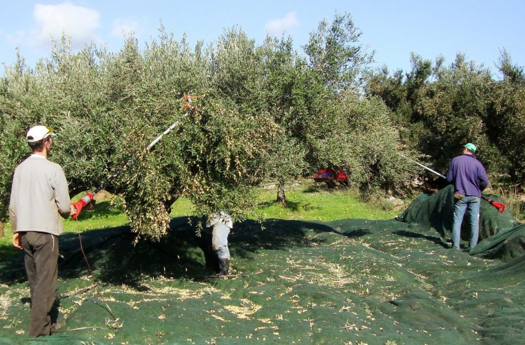 χανιά-εκπαίδευση-ελαιοπαραγωγών-του-2331157