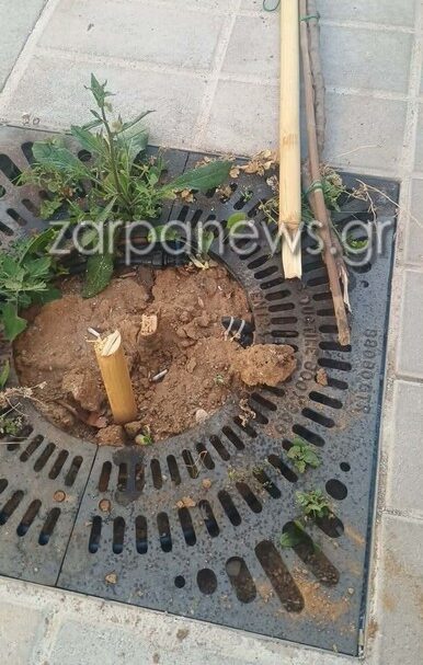 ο-πόλεμος-των-δέντρων-συνεχίζεται-στ-2336613